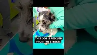 How a Lonely Dog&rsquo;s Wait Ended in Love #shorts #dog #doglove