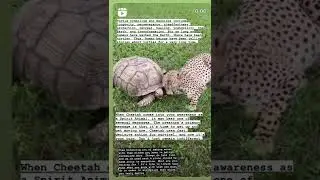 Thee Turtle & Cheetah Spirit animal wisdom