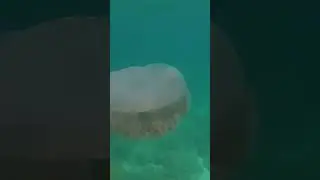 #سبحان_الله #redsea #freediving #hurghada #sea #reef #jellyfish  gaint jellyfish &hearts;️🪸😍