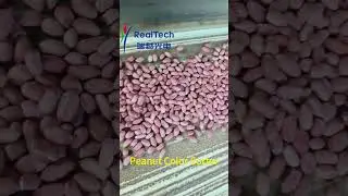 Peanut Belt Color Sorter#machine #factory