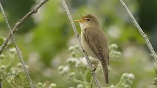 Marsh Warbler Song Mimicry | Acrocephalus palustris