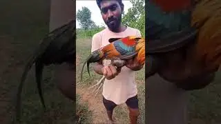 My some friends cought red jungle fowl for me.#junglefowl #trending