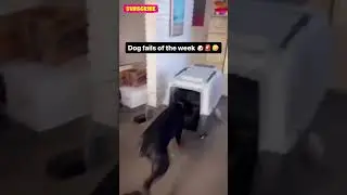 Crazy Funny Pets🤣😝12 #funniestcats #funniestdogs #funnypetcompilation