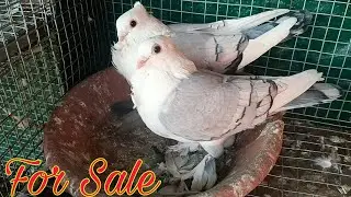 Sentinet, lakka, gafoori kabootar for sale in Amroha. Irfan bhai 9259215278