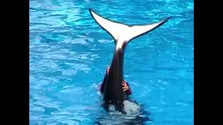 SeaWorld Orlando Shamu Adventure Full Show 2003: A Spectacular Marine Spectacle!