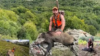 9 sangliers tir&eacute;s en battue 💥 Chasse en Corse, &agrave; Bastelica 🔥des actions incroyables 