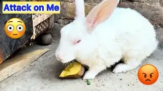 Rabbit Attack On Me. 💔