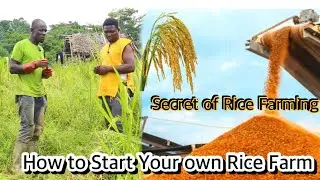 How a villager became the Best Rice farmer  in Ghana 🇬🇭 How to Start Your Rice farming Business