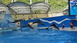 海豚傳說 跳浪奇緣 海豚表演 遠雄海洋公園 (S23 Ultra 4K60)