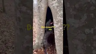 Do you count den trees for young dogs?