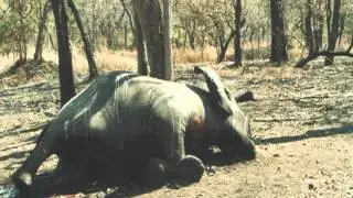 INTERPOL ENVIRONMENTAL CRIME PROGRAMME