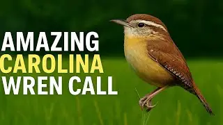 Carolina Wren Call | Loud Song of the Cheerful Backyard Bird