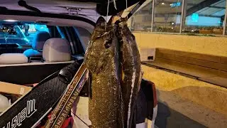 2 Groupers at sunset with a Boat overhead...26.12.2025.