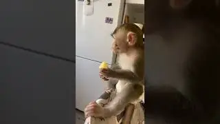 Baby monkey 🥰🐒 #обезьяна #monkey #shorts #monyet