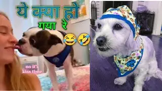 Funniest dog moment 2022 ||Awesome funny pet Animals life video || Animal Funtoosh
