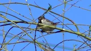 IECV NV #766 -  House Sparrow In The Weeping Willow Tree 3-30-2019