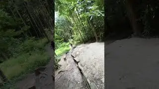 #jump #mtb #trail #fahrrad #wald #mtblife #training