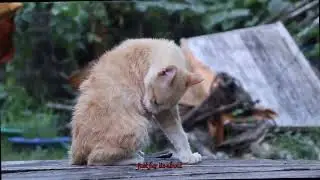 Is Your Norwegian Forest Cat Hiding Serious Health Issues Discover the Grooming Secrets