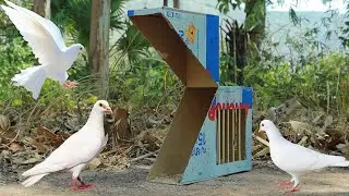 Creative Simple Unique Pigeon Trap Make From Paper Box | Bird Trap Entertainment Video