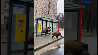 Wild Boars Waiting for the Bus in Warsaw?! 🐗🚏😂 | Only in Poland . #shorts #polandshorts