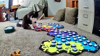 Aww, Todd Tells Dad How He Feels - Todd The Button Talking Cat