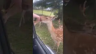 Feeding Bambi @WestMidSafari