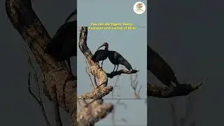 Explore Maharashtra's Largest Tiger Reserve #tadoba #tiger #vacation #travel #tigerencounter