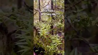When Blue Pools aren&rsquo;t Blue&hellip;Sometimes you #BluePools #RainyDay #NatureShorts #HiddenGemsNZ