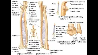 radius and ulna drawing