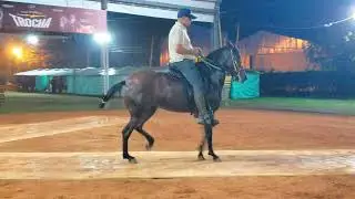 IMPONENCIA DE MARA&Uacute; entrenamiento previo a Copa America 2024 #pasofino #pasofinocolombiano #pfha