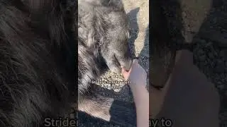 Gentle boi #wolves #notpets #animals #wolfsanctuary #cute #wildlife