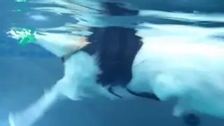 16 yo Miniature Eskimo Dog Nicki swimming - slow mo underwater view