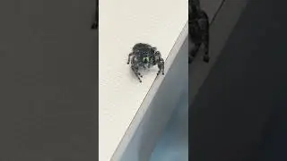Clinic Found a Jumping Spider at Work&mdash;And It&rsquo;s Kinda Adorable