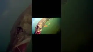 Atak szczupaka - kamera podwodna#shorts
