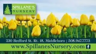 Spillane's Nursery And Garden Center On The Sprout Digital Network