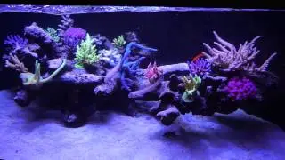 Deltabecken 500 Liter als floating reef aquascape, Reef Tank, Corals, Meerwasseraquarium