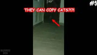 ITS PRETENDING TO BE A CAT???