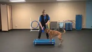 Fading Lures in Dog Training | Tyler Muto