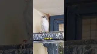 white crested canary bird #foryou #fyp #canary #kenari #canario #shorts #youtubeshorts #viral #exp