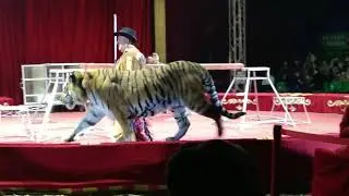 Максимус. Обычные тигры без клетки.