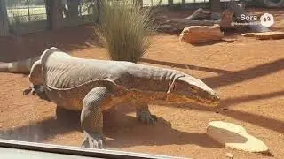 Cryptozoology Australia Park Ai 