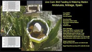 Live: Bird Feeder in M&aacute;laga &ndash; Urban Birds & Weather Data