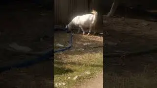 The goat of thar desert #animals #animallife #videofeed #shortfeed