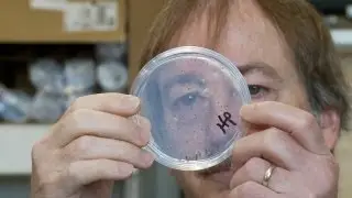 USDA Researchers Helping Plants Defend Themselves