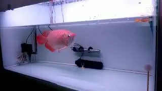hasil tanning pakai lampu SAKKAI PRO T5  !!