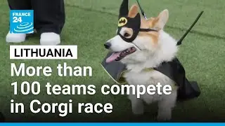 More than 100 teams compete in Lithuania's international Corgi race &bull; FRANCE 24 English