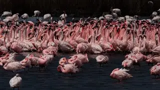 Lesser Flamingo Courtship Dance