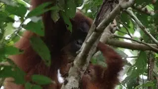 Once-blind orangutan returns to Indonesian wild