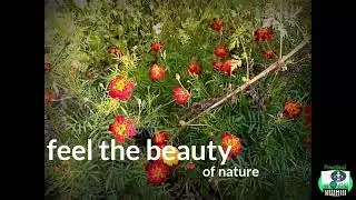 All about Marigold  || benefits of the marigold plant || PRACTICAL WORLD 🌎