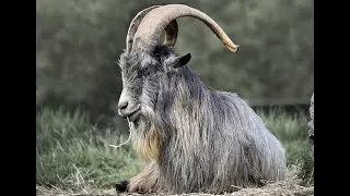 DiaPot Montage